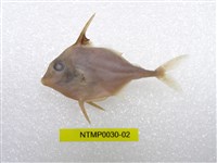 藏品(牛氏三棘魨)的圖片